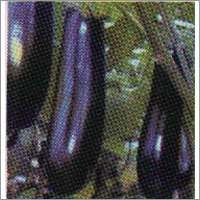 Black Long - Brinjal F-1 Hybrid Seeds