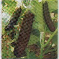 Garden King - Brinjal F-1 Hybrid Seeds