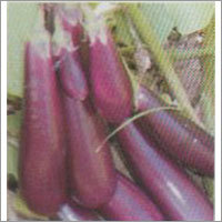 Akshay - Brinjal F-1 Hybrid Seeds