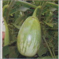 BNB-422 - Brinjal F-1 Hybrid Seeds
