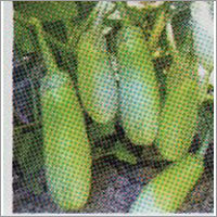 BNB-478 - Brinjal F-1 Hybrid Seeds