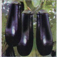 Kanchan - Brinjal F-1 Hybrid Seeds