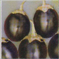 Black Round - Brinjal F-1 Hybrid Seeds