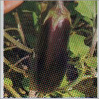 BNB-474 - Brinjal F-1 Hybrid Seeds