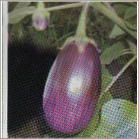 Brinjal F-1 Hybrid Seeds