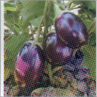 Brinjal Hybrid Seeds
