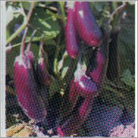 Brinjal Hybrid Seeds
