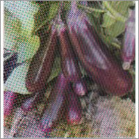 BNB-514 - Brinjal F-1 Hybrid Seeds