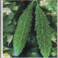 Blpasa - Bitter Gourd Hybrid Seeds