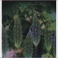 Kokila - Bitter Gourd F-1 Hybrid Seeds