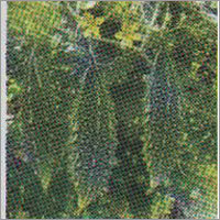 Krishna - Bitter Gourd F-1 Hybrid Seeds