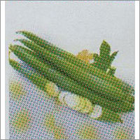 Abeni - Sponge Gourd F-1 Hybrid Seeds