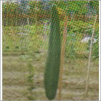 Barun - Sponge Gourd F-1 Hybrid Seeds