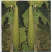 Taranl - Sponge Gourd F-1 Hybrid Seeds
