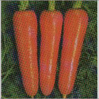Fresh Carrot