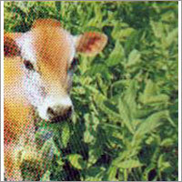 Sudan Grass - Fodder Seeds