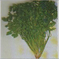 Deshi Coriander