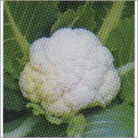 Samrat - Cauliflower F-1 Hybrid Seeds