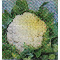 Swati - Cauliflower F-1 Hybrid Seeds