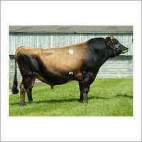 Jersey Bull