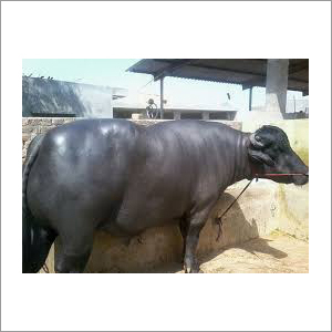 Murrah Dairy Farm Buffalo