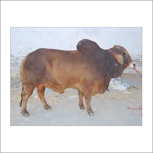 Livestock Sahiwal Bull