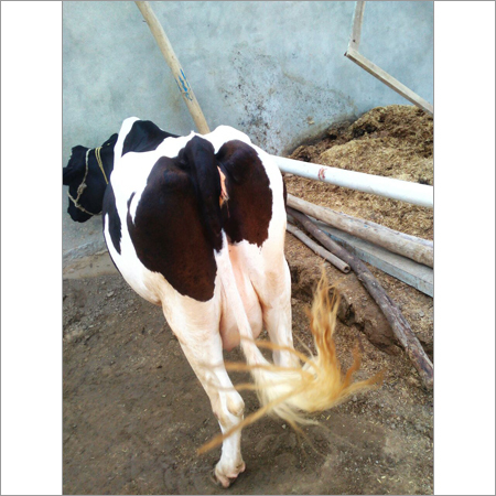 Breed HF Cow