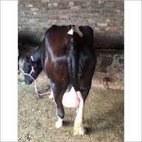 Best Quality HF Cow