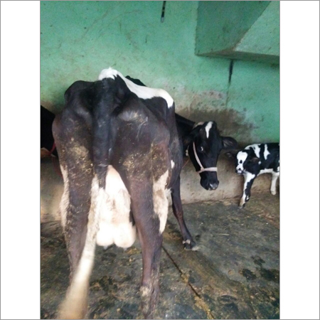 HF Dairy Cow
