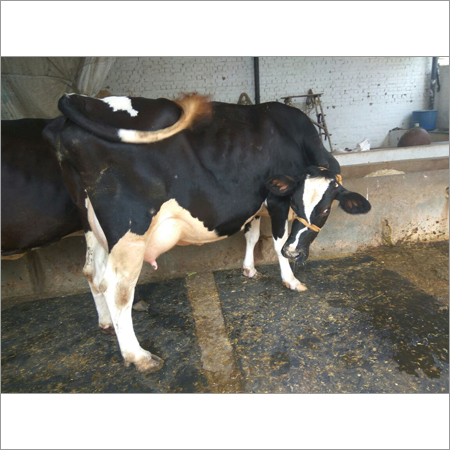 Dairy HF Cow