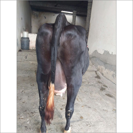HF Jersey Cow