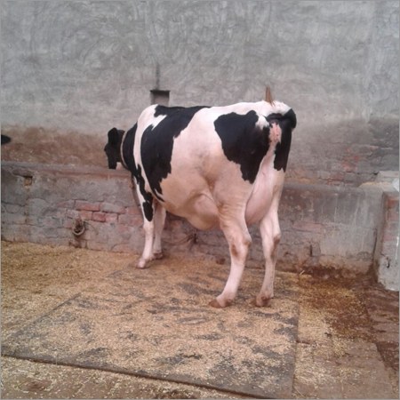 Karnal HF Cow