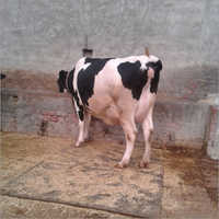 Karnal HF Cow