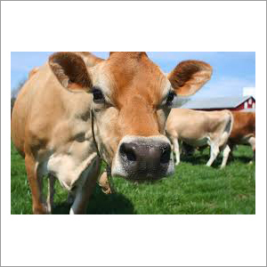 Livestock Jersey Cow at Best Price in Karnal, Haryana | Mn Dairy Farm Livestock Jersey Cow at Best Price in Karnal, Haryana | Mn Dairy Farm