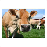 Livestock Jersey Cow