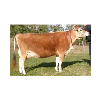Dairy Jersey Cow