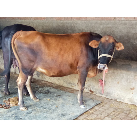 Jersey Heifer Cow