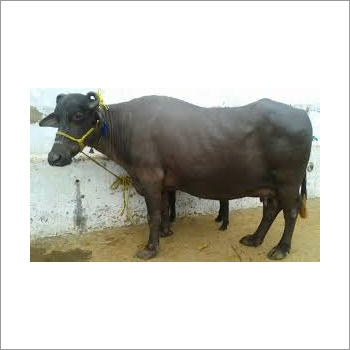 Haryana Buffalo Haryana Buffalo