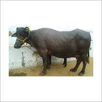 Mehsana Buffalo