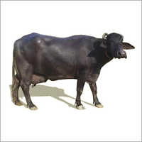 Livestock Mehsana Buffalo