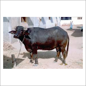 Haryana Desi Buffalo
