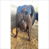 Dairy Murrah Buffalo
