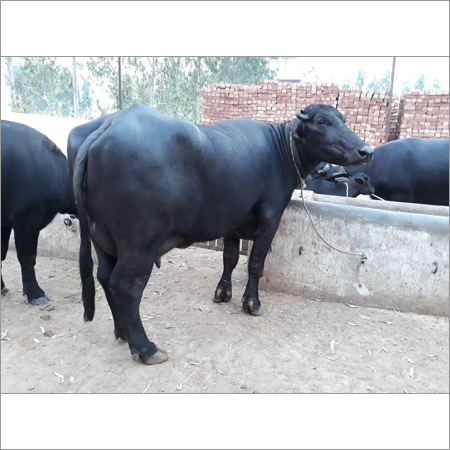 Livestock Murrah Buffalo