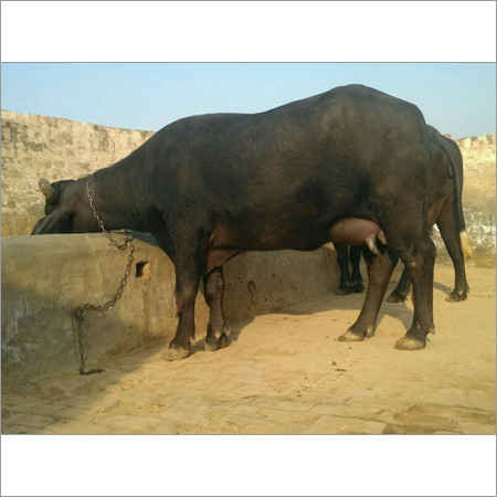 Haryana Murrah Buffalo