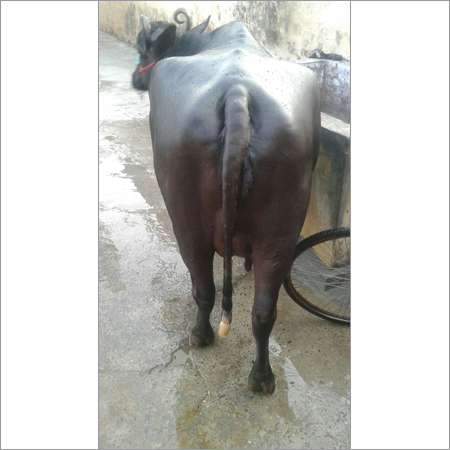 Dairy Buffalo