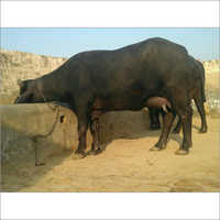 Karnal Murrah Buffalo