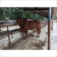 Sahiwal Bull