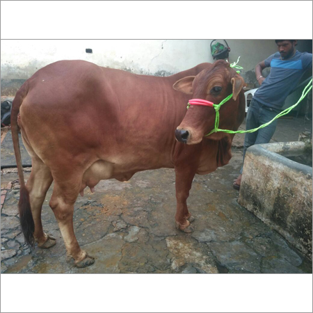 Sahiwal Dairy Cow