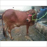 Sahiwal Dairy Cow