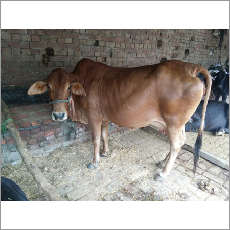 Vaca da bezerra de Sahiwal
